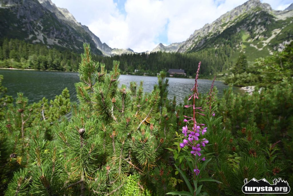 wierzbowka, popradzki staw