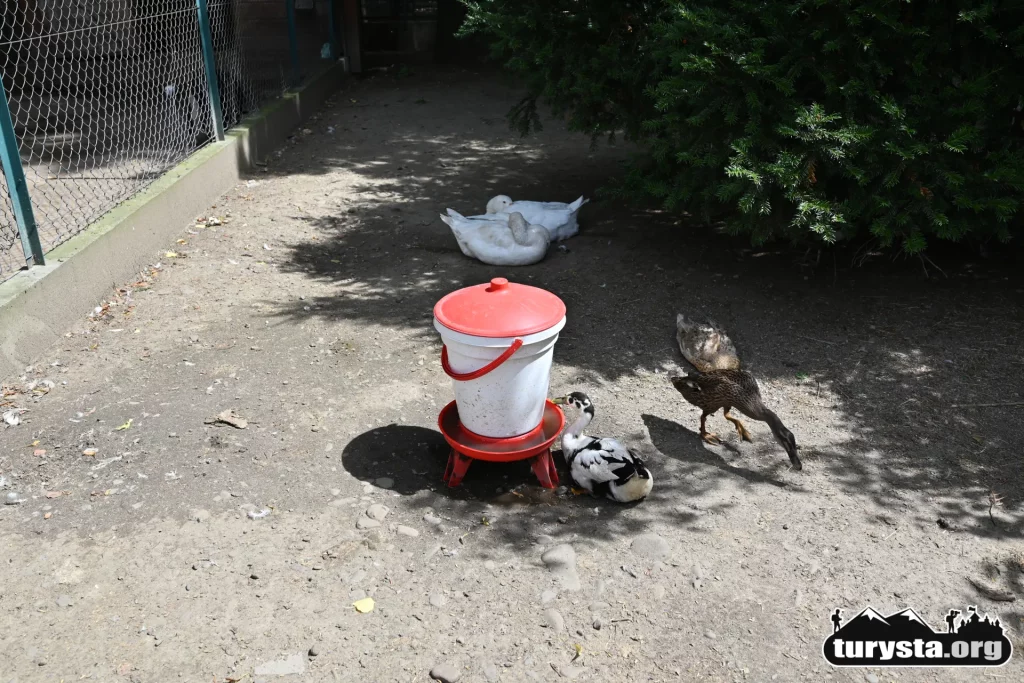 Kaczki w mini zoo w Żywcu