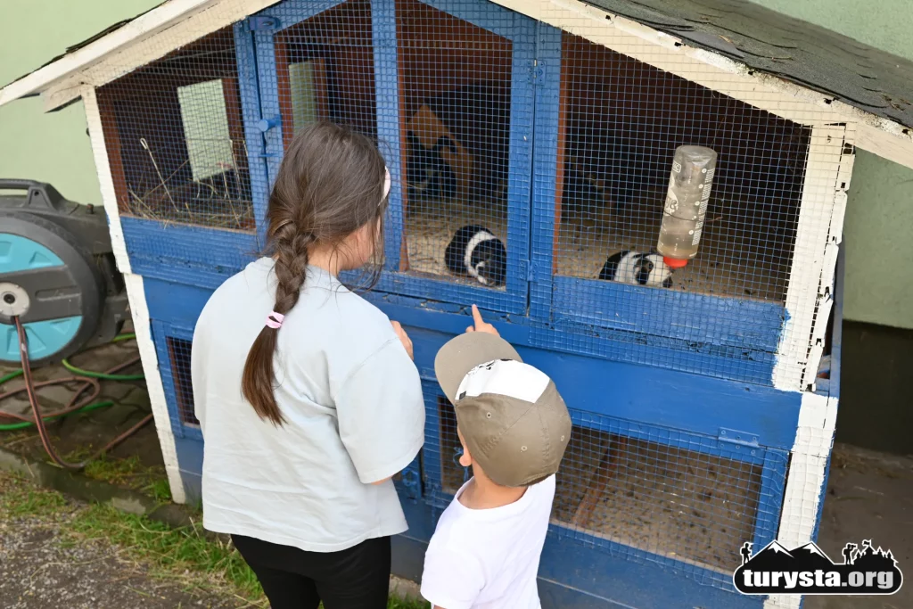 Świnki morskie w mini zoo Żywiec.