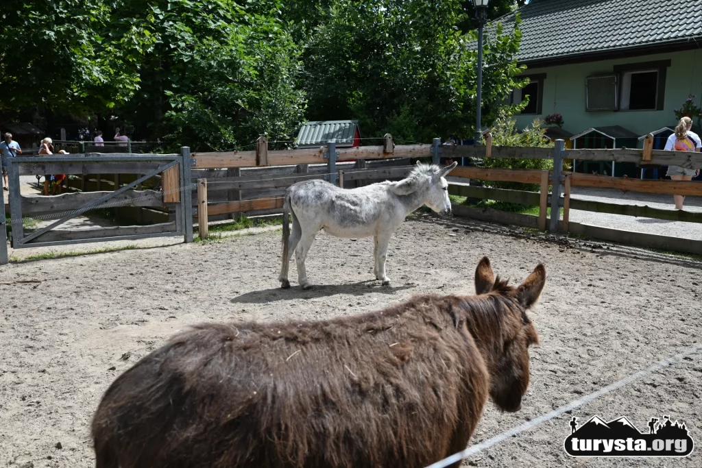 Urocze osiołki stojące przy ogrodzeniu w mini zoo w Żywcu.
