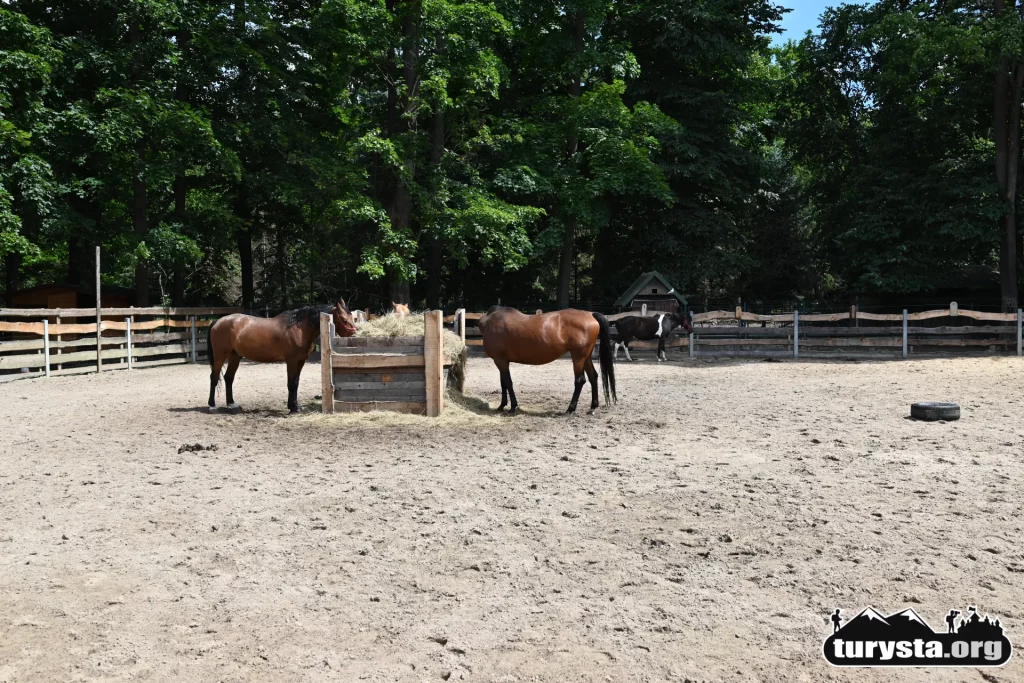 Konie w Stajni Miejskiej obok mini zoo w Żywcu