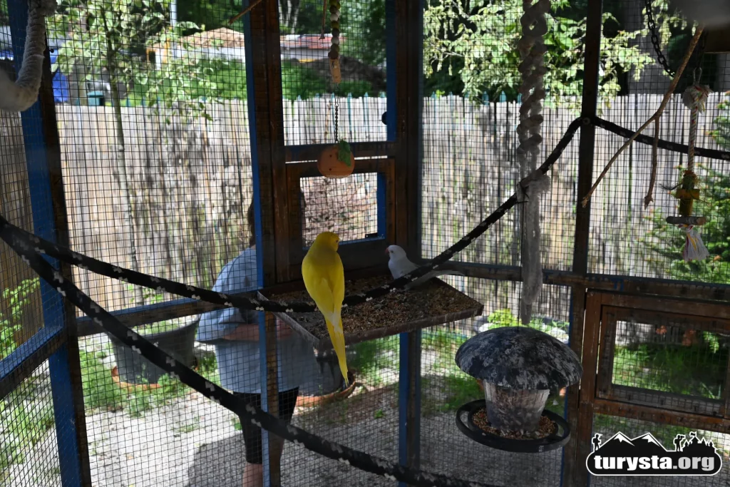 Kolorowe papugi w wolierze na terenie mini zoo Żywiec.