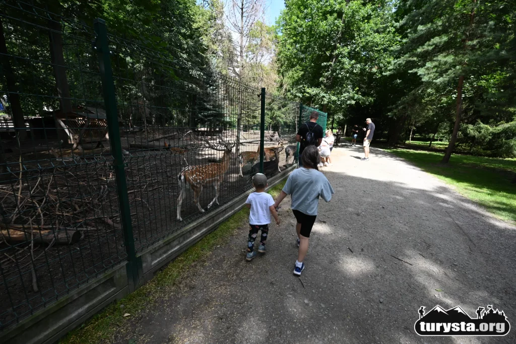 Stado danieli odpoczywające pod drzewami w żywieckim mini zoo.