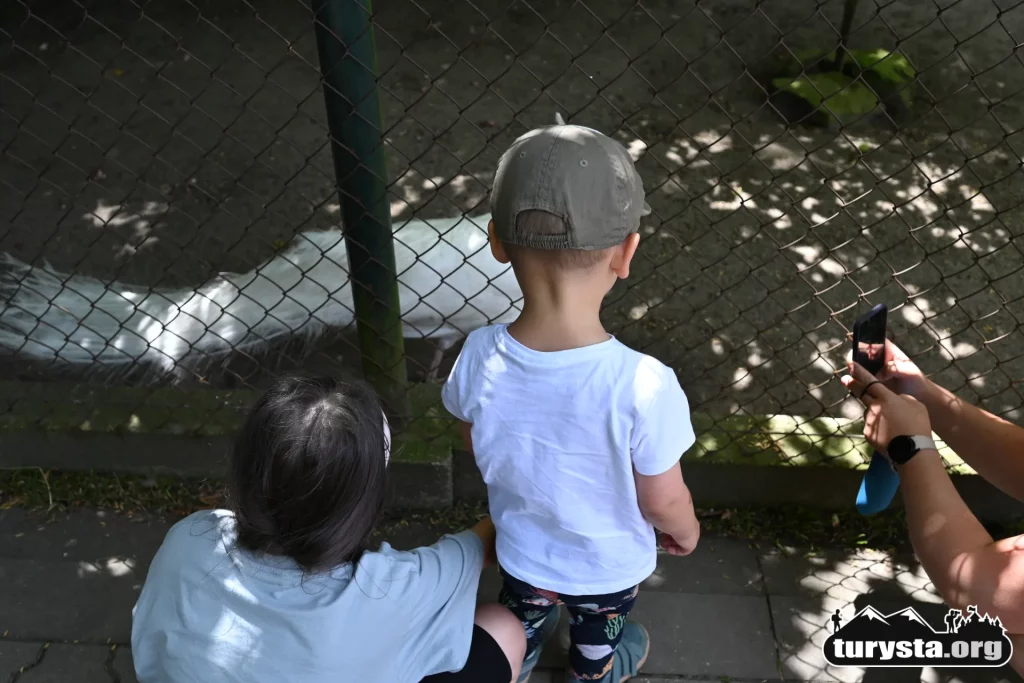 Paw w mini zoo w Żywcu