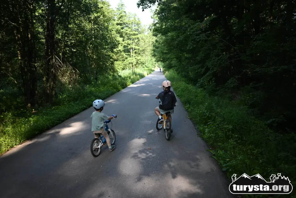 Widok na szeroką, prostą drogę asfaltową prowadzącą przez gęsty las.
