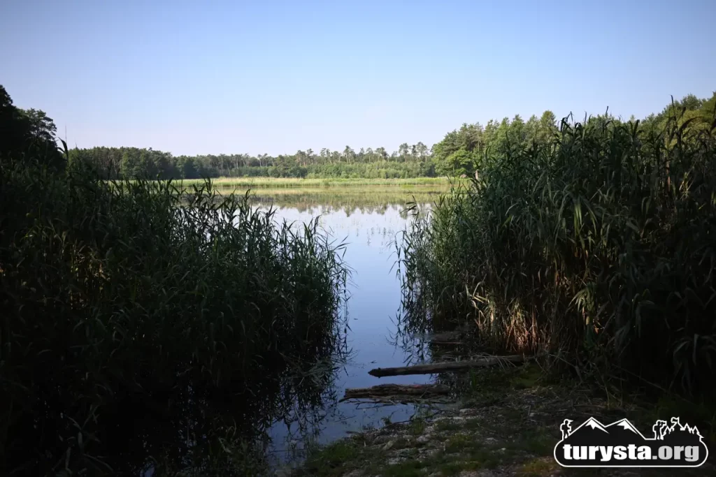 Malowniczy widok na śródleśny staw otoczony gęstymi szuwarami i trzcinami.
