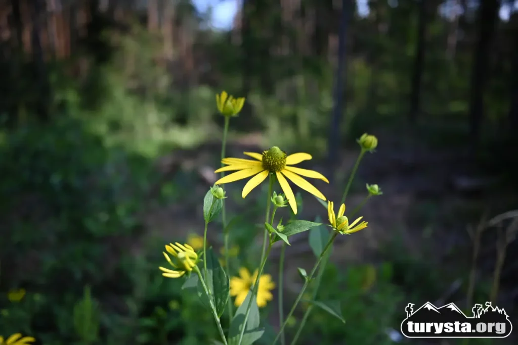 Bliskie ujęcie na polne żółte kwiaty (rudbekie) kwitnące na skraju lasu.