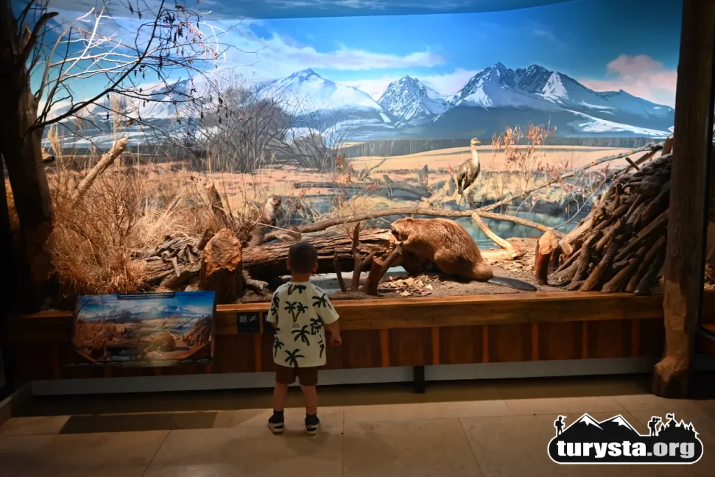 Realistyczna wielkoformatowa diorama przedstawiająca tatrzański krajobraz i faunę w Muzeum TANAP