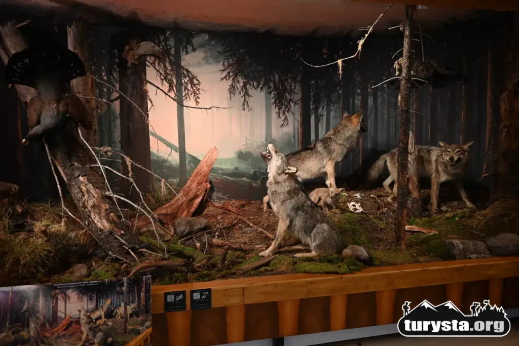 Diorama leśna z drapieżnikami Tatrzańskiego Parku Narodowego
