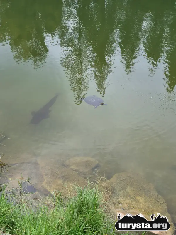 Żółwie wodne i sumy pływające w ciepłym naturalnym stawku obok Meander Park