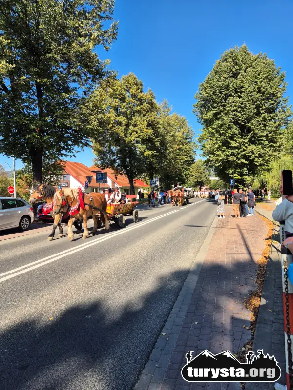 Przemarsz stada owiec i wozów konnych ulicą Marszałka Piłsudskiego podczas redyku w Rabce-Zdroju