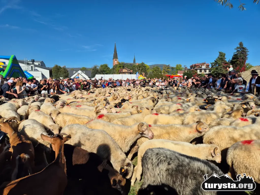Panorama placu targowego w Rabce-Zdroju wypełnionego stadem owiec i turystami podczas redyku