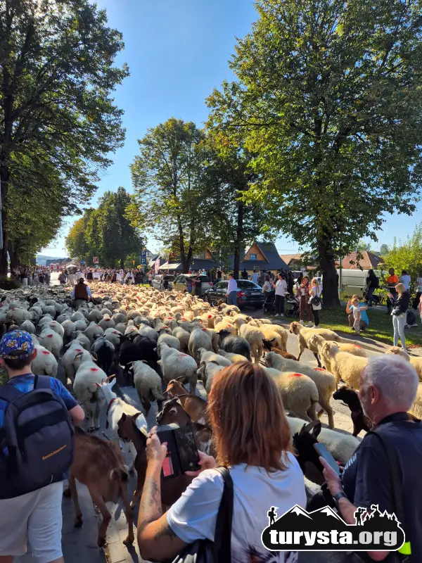 Turyści i kuracjusze obserwujący przemarsz owiec na trasie redyku w Rabce-Zdroju