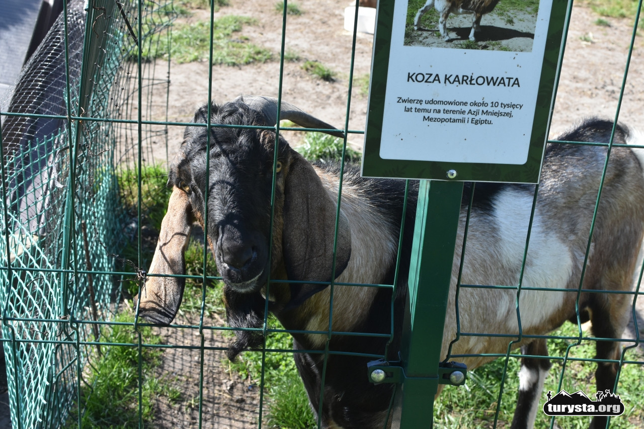 mini zoo zaczarnie turysta org 1 (2)